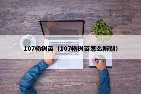 107杨树苗（107杨树苗怎么辨别）