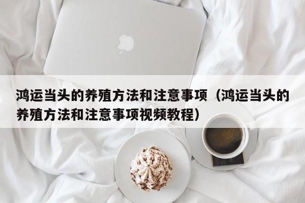 鸿运当头的养殖方法和注意事项（鸿运当头的养殖方法和注意事项视频教程）