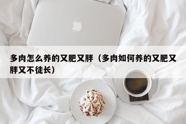 多肉怎么养的又肥又胖（多肉如何养的又肥又胖又不徒长）