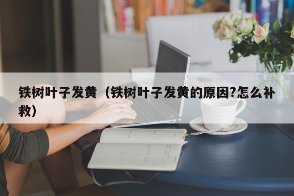 铁树叶子发黄（铁树叶子发黄的原因?怎么补救）